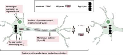 New Insights Into Drug Discovery Targeting Tau Protein